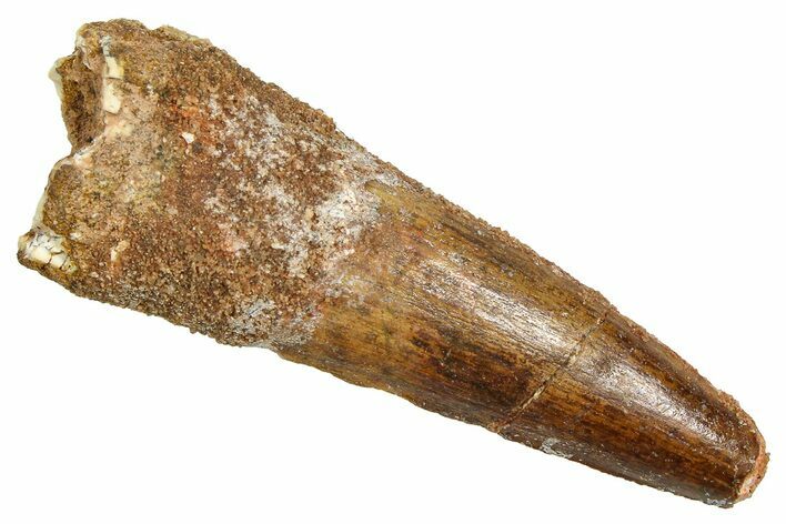 Fossil Spinosaurus Tooth - Real Dinosaur Tooth #370726
